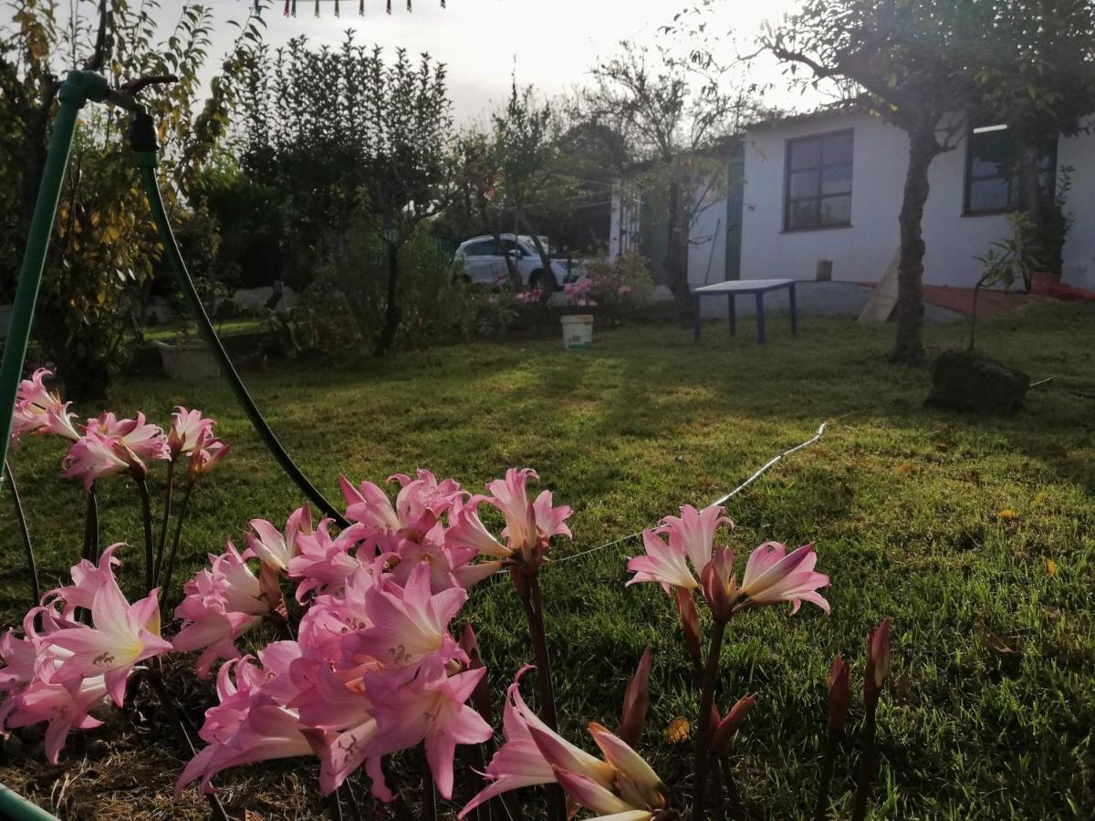 Casa Rural Limon Y Sol El El Sauzal Eksteriør bilde