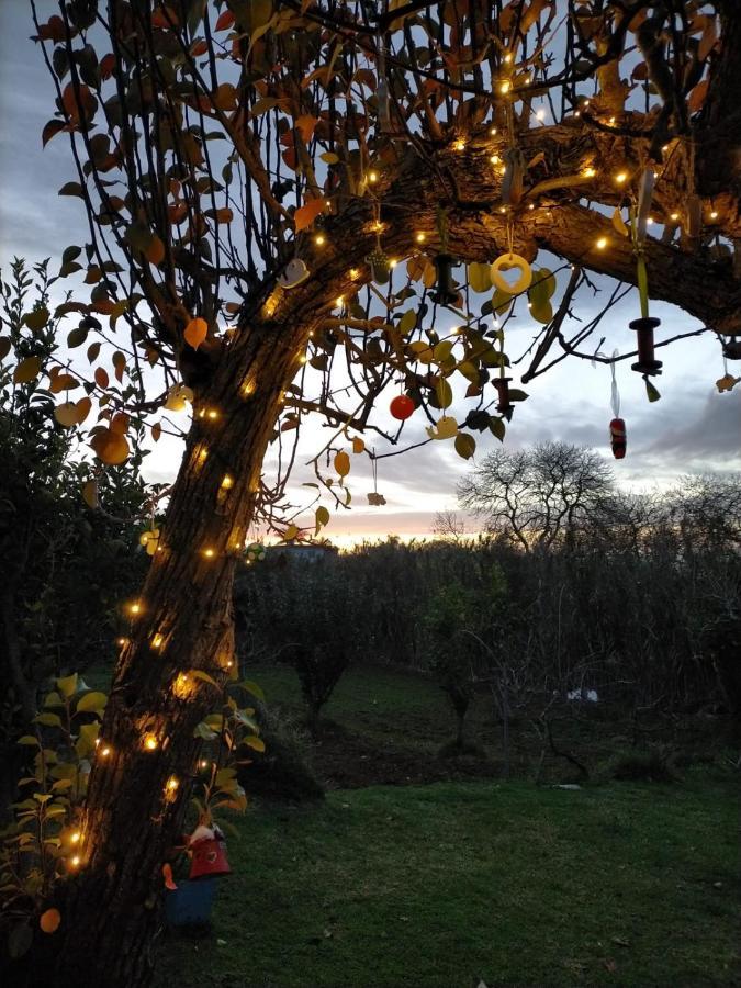 Casa Rural Limon Y Sol El El Sauzal Eksteriør bilde